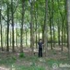 ゴム農園